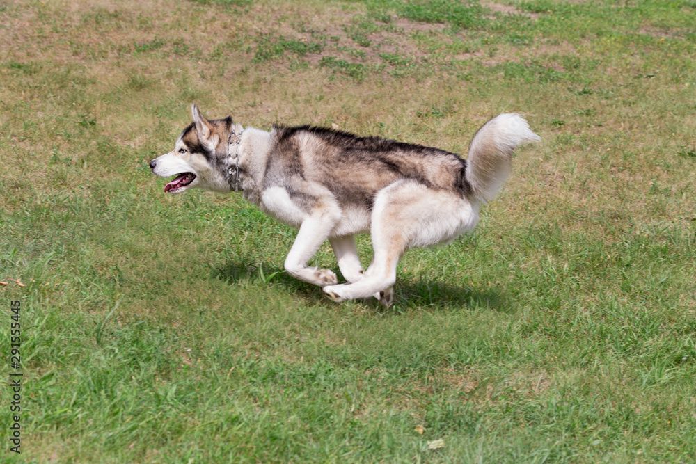Cute siberian husky is running on a green grass in the park. Dark grey and white coat. Pet animals.