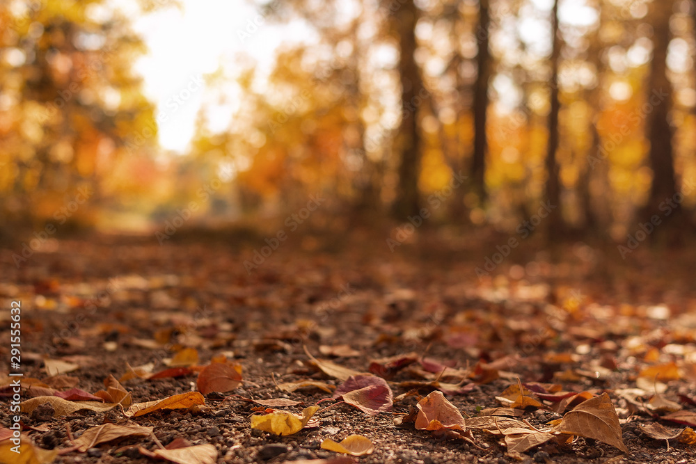 A rural road in the autumn forest is covered with fallen leaves. A rural road in the autumn forest is covered with fallen leaves.