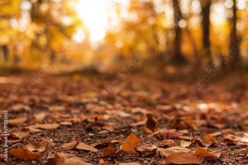 A rural road in the autumn forest is covered with fallen leaves.