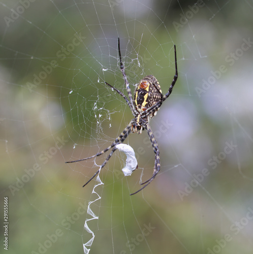 Banded garden spider (Argiope trifasciata) cracks down with the fly. Spider tightly binds the fly
