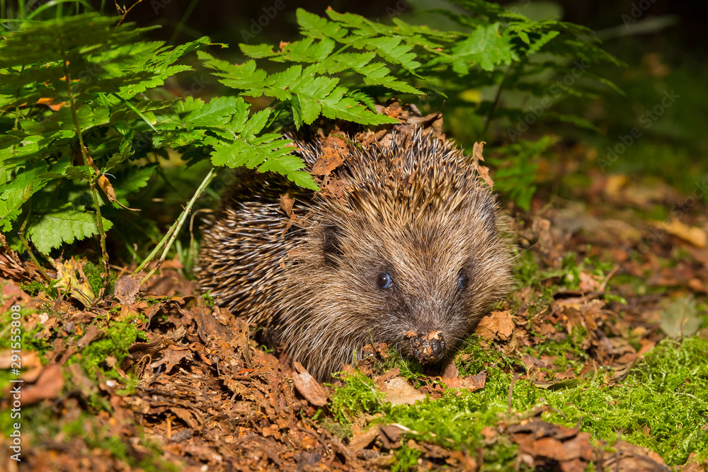 Hedgehog in autumn, wild, free roaming hedgehog, taken from within a wildlife hide to monitor the health and population of this favourite but declining mammal, copy space Hedgehog in autumn, wild, free roaming hedgehog, taken from within a wildlife hide to monitor the health and population of this favourite but declining mammal, copy space