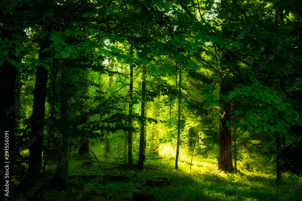 Obraz premium rays of sun in the forest