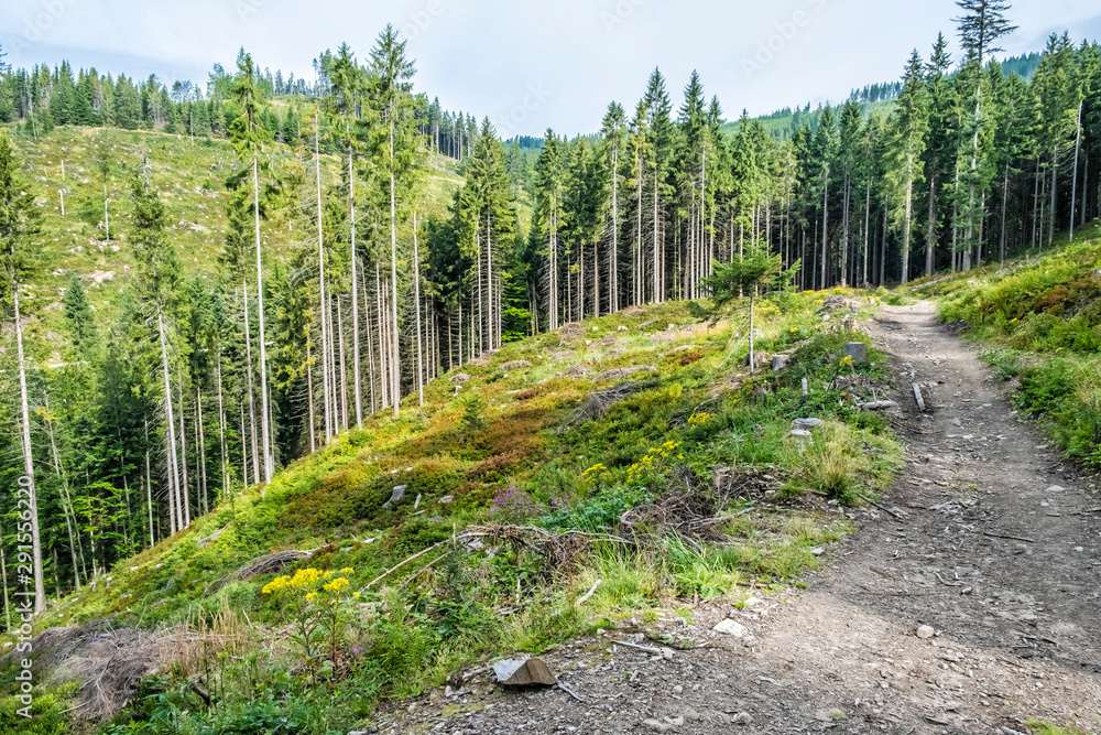 Coniferous forest, Babia hora, Orava, Slovakia Coniferous forest, Babia hora, Orava, Slovakia