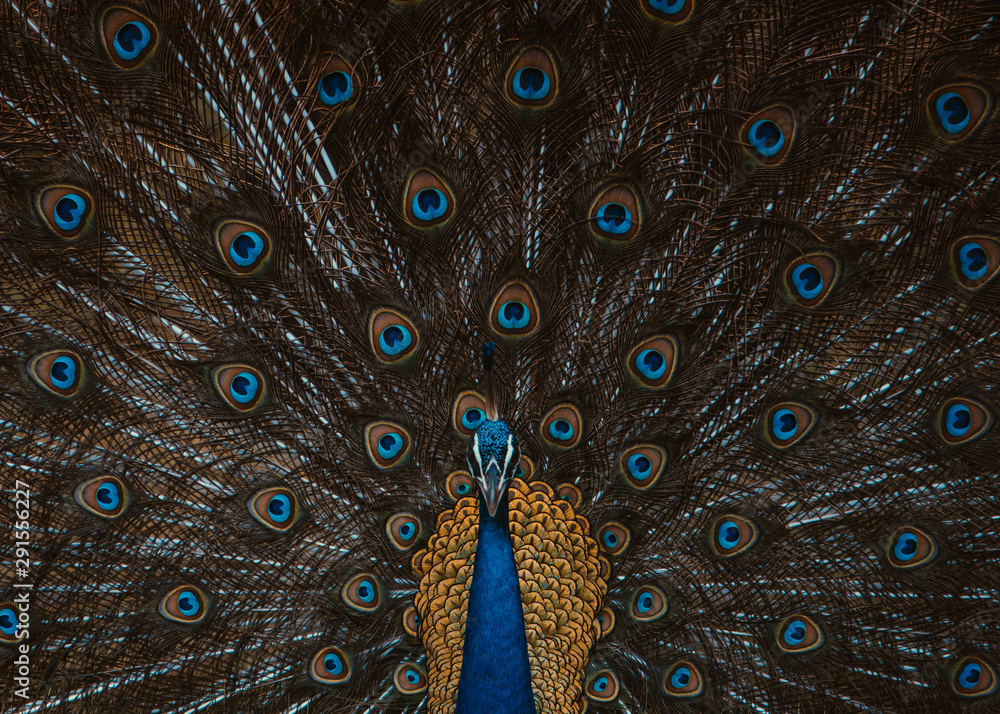 Obraz premium Beautiful Peacock showing off his feathers