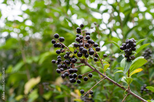 inedible poisonous black berries at a privet hedge