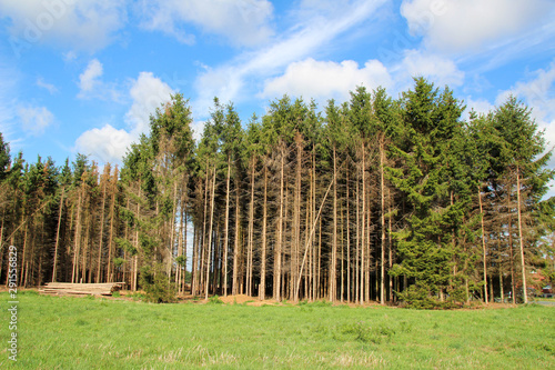 Fir forest with bark beetle and blue sky background