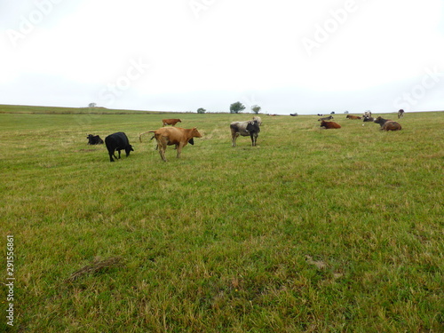 Cows in the pasture 