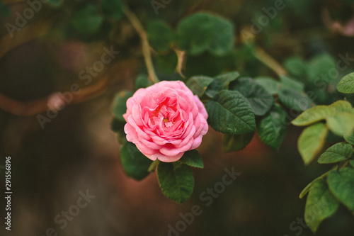 flower pink rose plant garden natural bush