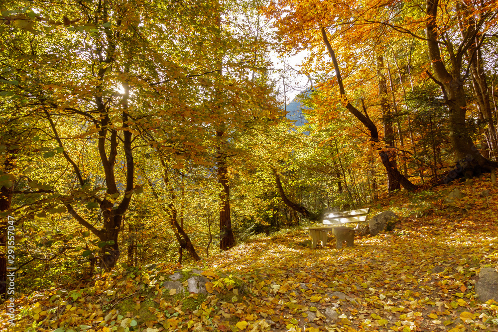 goldener Herbst in einem Laubwald im Zillertal goldener Herbst in einem Laubwald im Zillertal