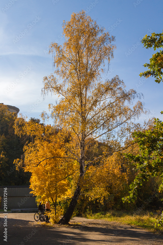 Naklejka premium Birch with yellow leaves, blue sky, autumn sunny day