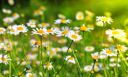 Daisies on the meadow, Bavaria, Germany