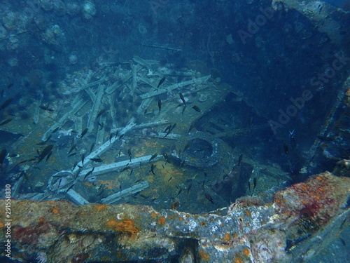 Shipwreck shoal of fish in water