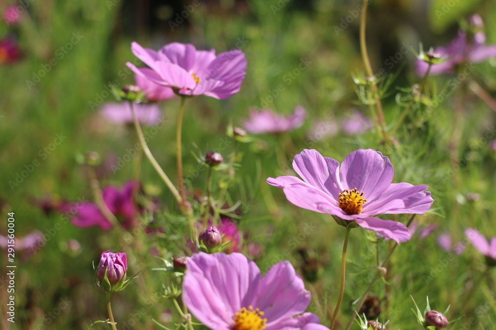 Flowers Flowers