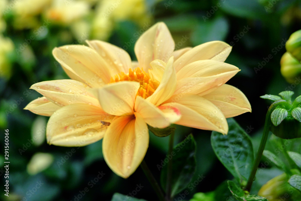 yellow flower yellow flower