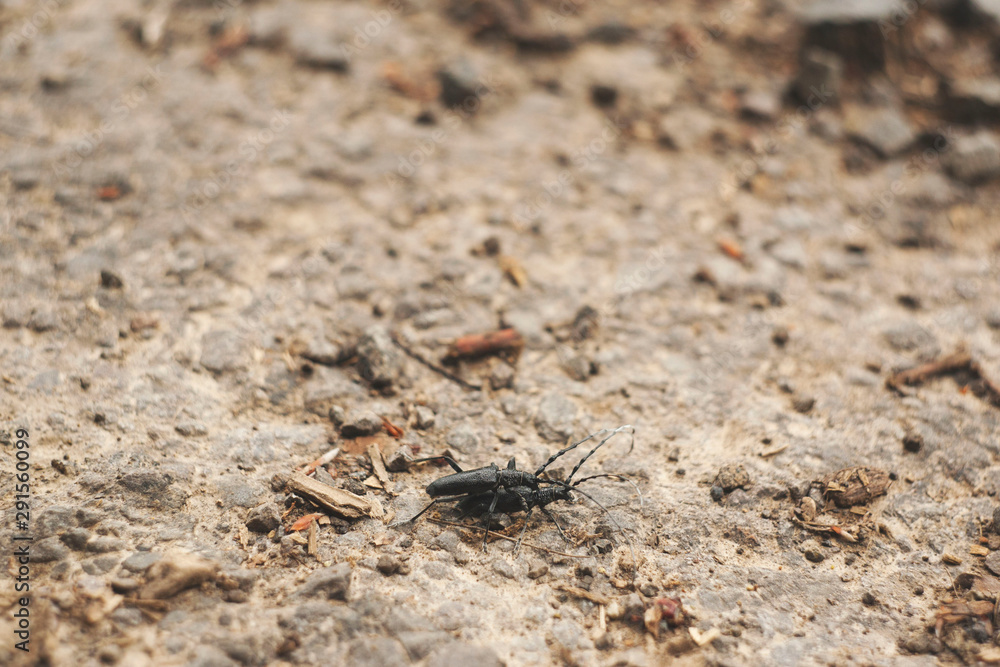 black longhorn beetles have sex. black bugs black longhorn beetles have sex. black bugs