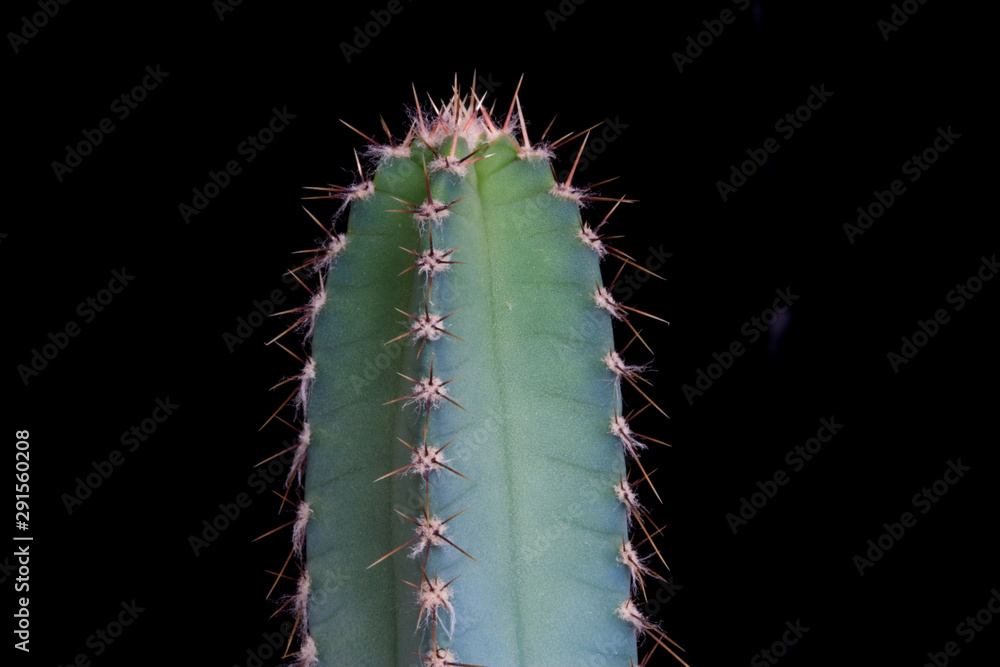 Cactus su fondo nero