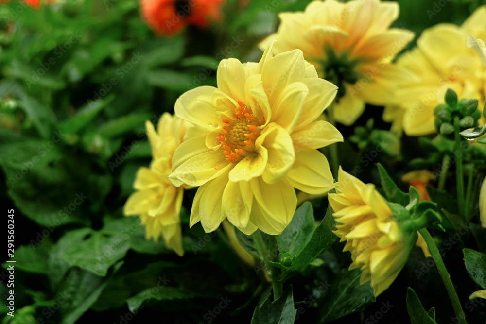yellow flower yellow flower