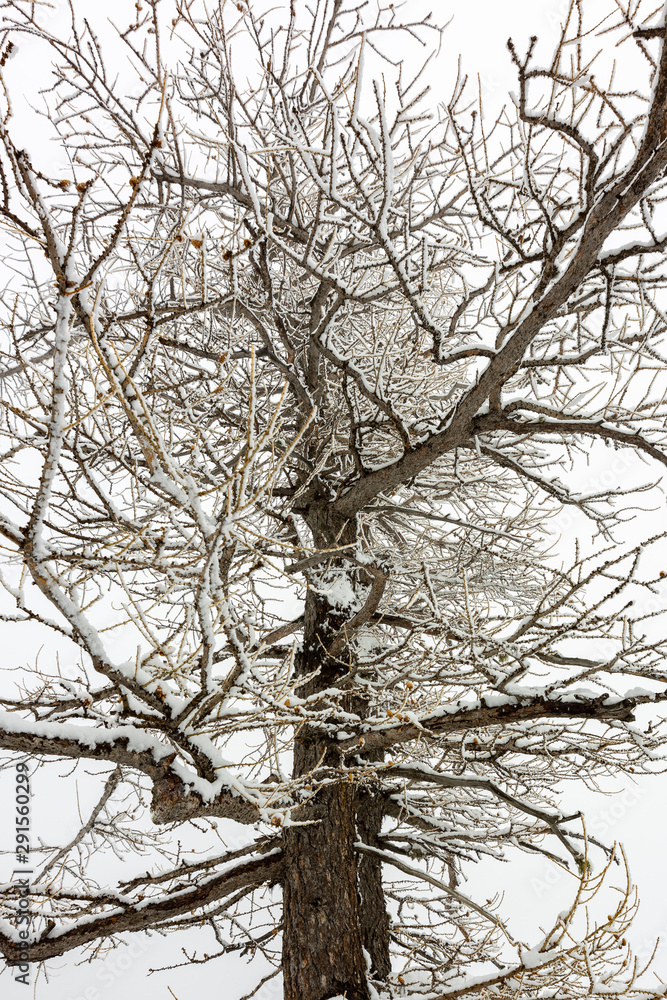 Obraz premium tree in winter