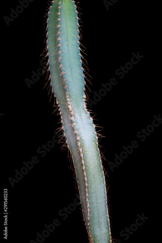 Cactus su fondo nero