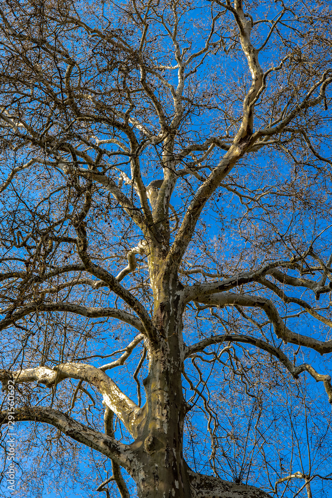 Fototapeta premium tree in the sky