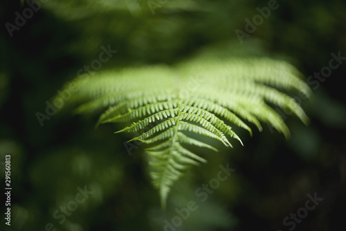 fern leaf with shallow depth of field