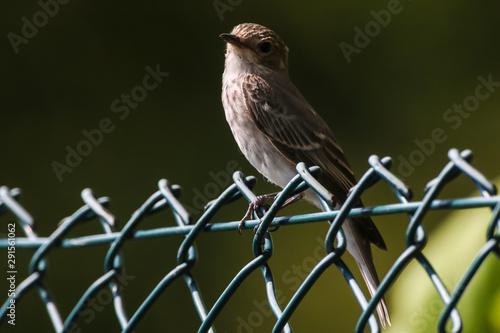Obraz na płótnie Spotted flycatcher (Muscicapa striata) w salonie