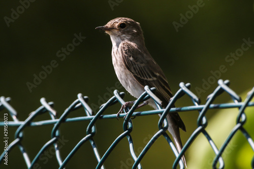 Obraz na płótnie Spotted flycatcher (Muscicapa striata) w salonie