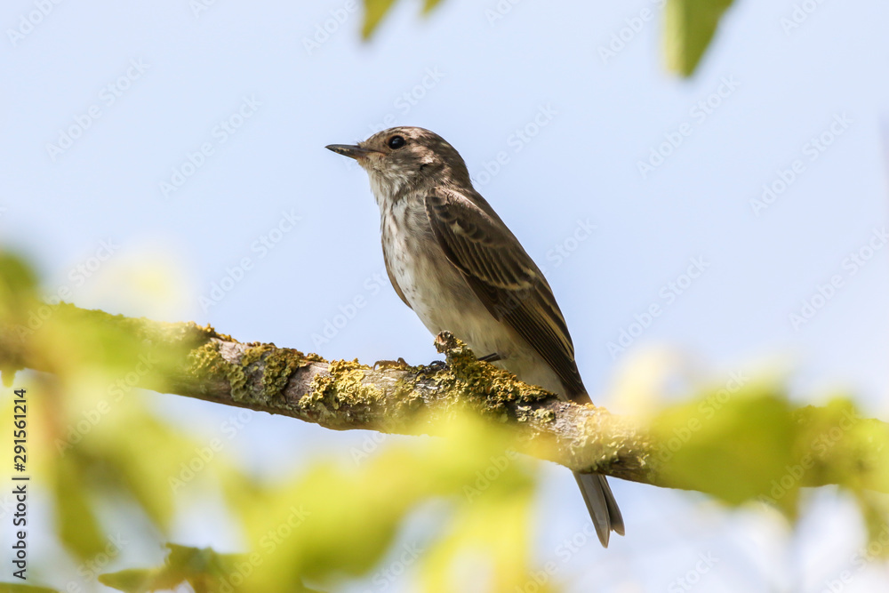 Spotted flycatcher (Muscicapa striata)