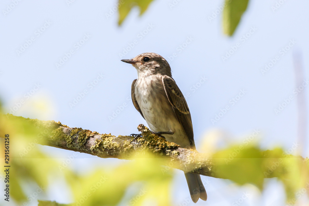 Spotted flycatcher (Muscicapa striata)