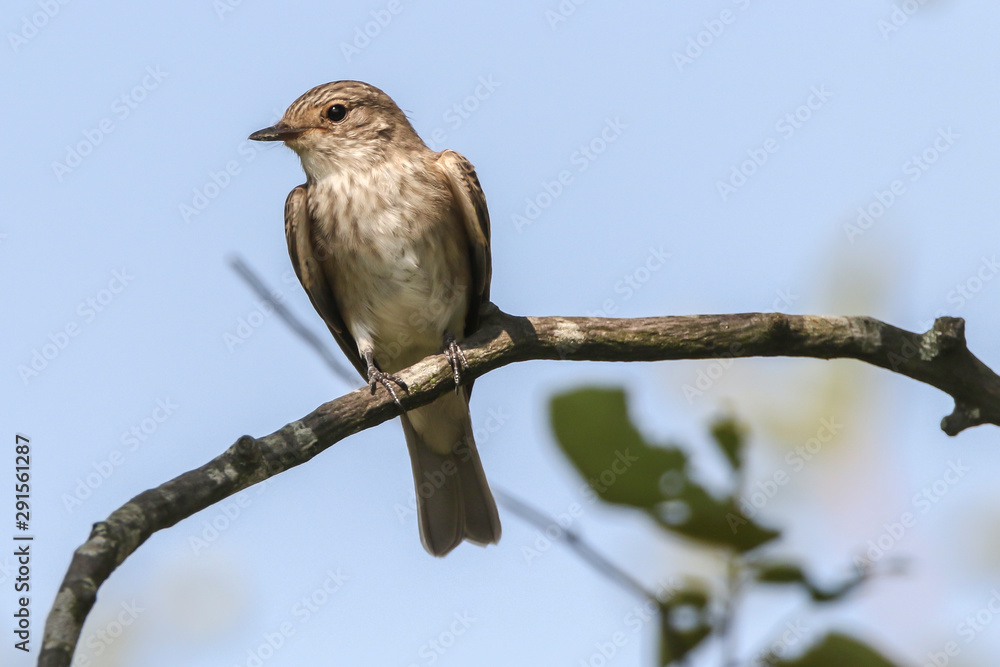 Spotted flycatcher (Muscicapa striata)