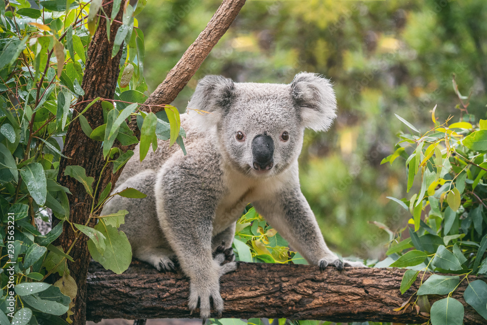 Fototapeta premium Koala na zewnątrz drzewa eukaliptusowego.