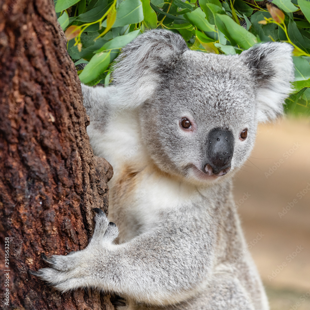 Obraz premium Koala climbing tree in outback wilderness.