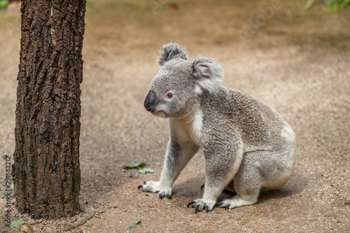 Koala walking on ground