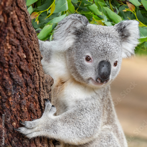 Fototapeta Naklejka Na Ścianę i Meble -  Koala climbing tree in outback wilderness.