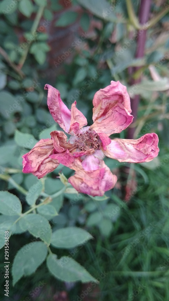 Obraz premium flower in the garden