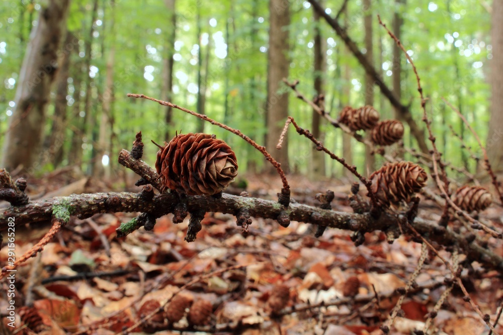 Tannenzapfen am Waldboden