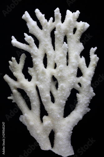 Branch Staghorn coral (Acropora cervicornis) is on a dark background 