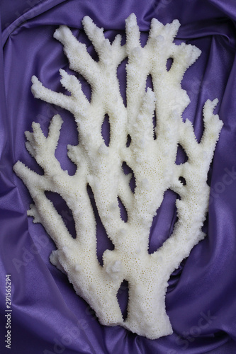 Branch Staghorn coral (Acropora cervicornis) is on a purple background photo