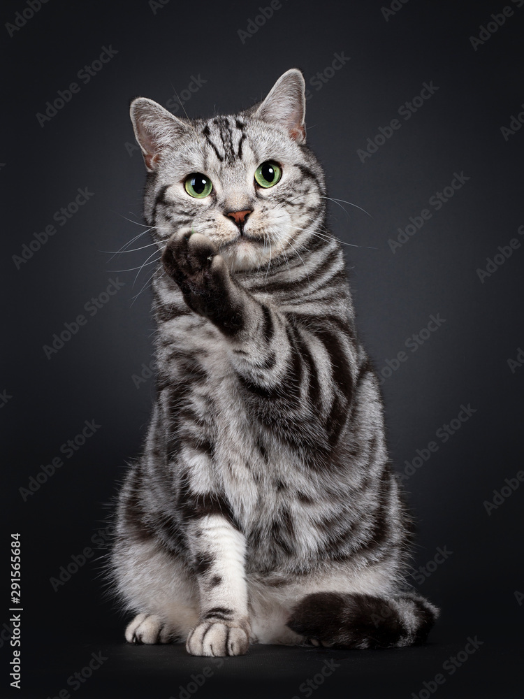 Handsome silver tabby British Shorthair cat, sitting up facing front. Looking at lens with mesmerizing green eyes. Isolated on black background. One paw up like saying pssst or telling a secret.