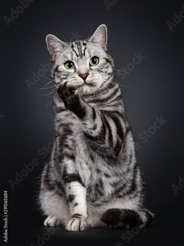 Fototapeta Naklejka Na Ścianę i Meble -  Handsome silver tabby British Shorthair cat, sitting up facing front. Looking at lens with mesmerizing green eyes. Isolated on black background. One paw up like saying pssst or telling a secret.