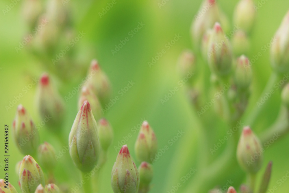 Knospen der Prächtigen Fetthenne (Hylotelephium spectabile, Sedum spectabile), Makro / Nahaufnahme Knospen der Prächtigen Fetthenne (Hylotelephium spectabile, Sedum spectabile), Makro / Nahaufnahme
