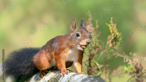 Eurasian red squirrel  Sciurus vulgaris  eating a hazelnut on the waterfront in the forest of Noord Brabant in the Netherlands.