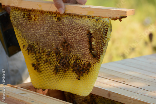 favo che viene estratto dall'arnia per recupero del miele prodotto dalle api photo