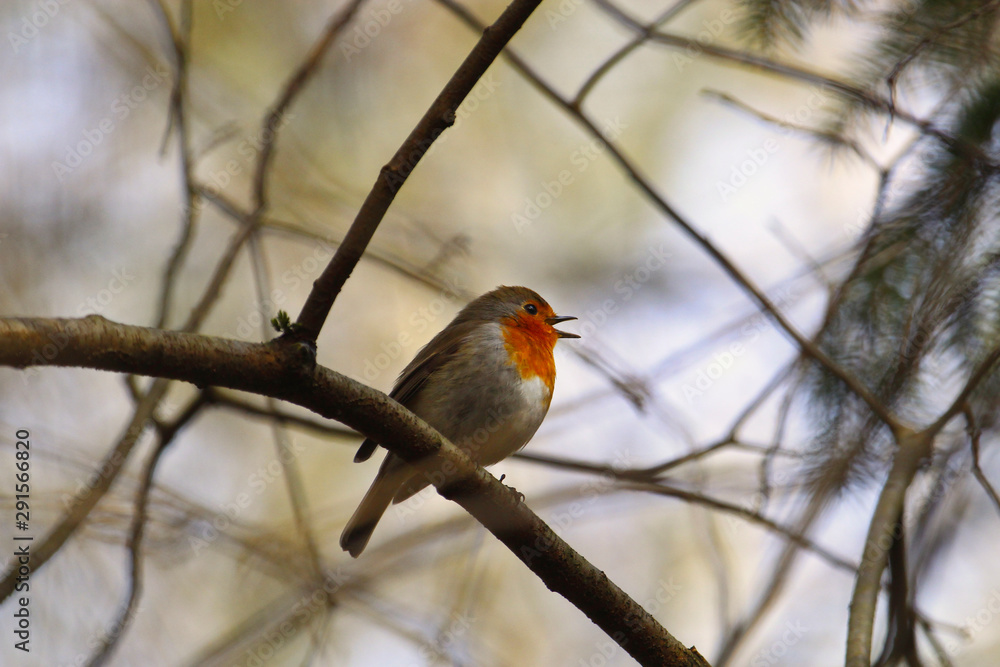 Rotkehlchen singt im Winter auf einem Ast sitzend Erithacus rubecula Rotkehlchen singt im Winter auf einem Ast sitzend Erithacus rubecula