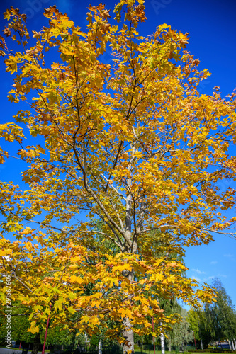 Isolated yellow leave tree isolated for green trees around in a field