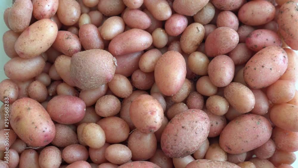 Small potato tubers grown in the laboratory by the breeding method. Growing new elite potato varieties Small potato tubers grown in the laboratory by the breeding method. Growing new elite potato varieties