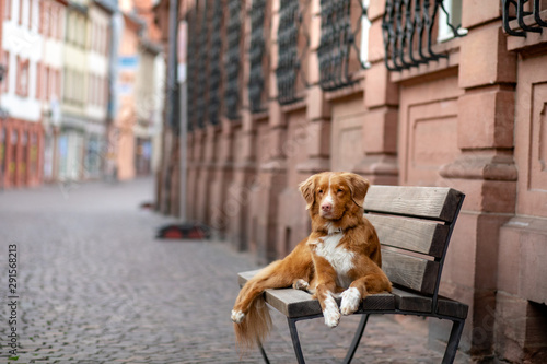 Dog on a bench in the city. Nova Scotia Duck Tolling Retriever outside