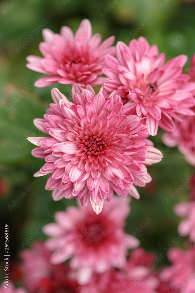 Pink chrysanthemum flowers. Close-up. Street shooting. Pink chrysanthemum flowers. Close-up. Street shooting.