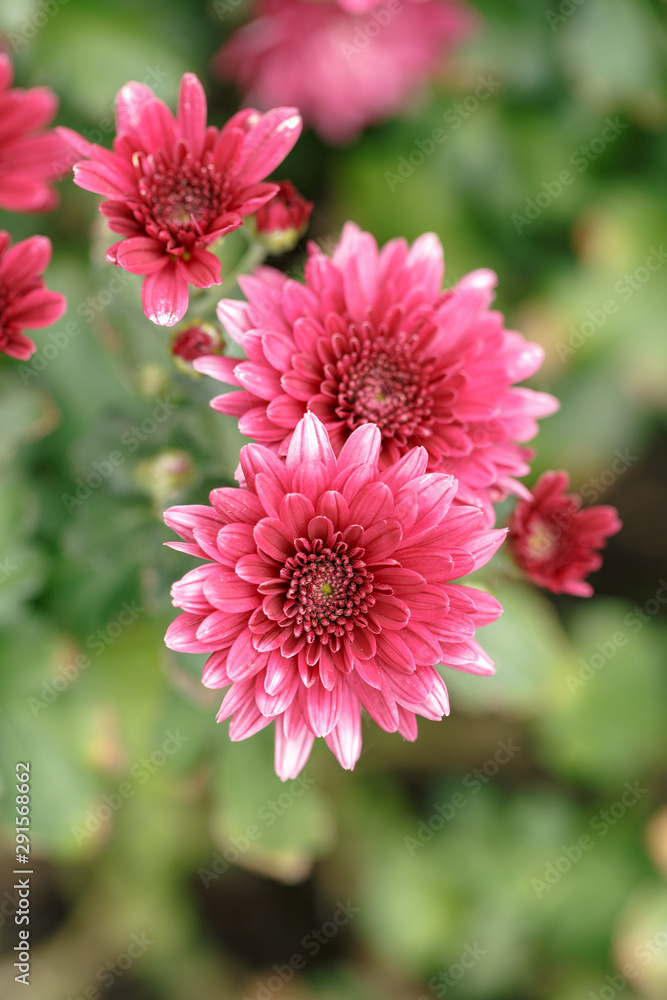 Pink chrysanthemum flowers. Close-up. Street shooting. Pink chrysanthemum flowers. Close-up. Street shooting.