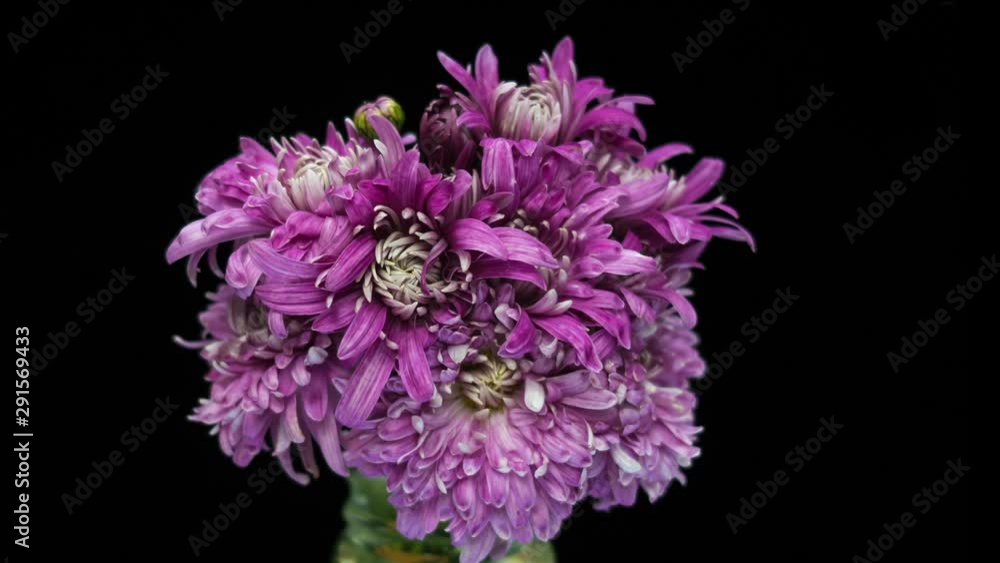 Static close up time lapse shot of a pink chrysanthemum flowers opening against a black background. Static close up time lapse shot of a pink chrysanthemum flowers opening against a black background.